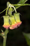 Redflower ragleaf